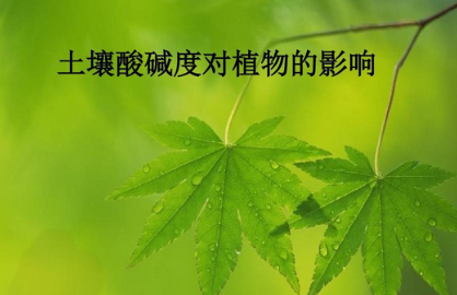 掌握土壤酸堿度，為植物生長保駕護航